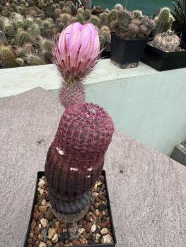 Echinocereus rigidissimus rubispinus